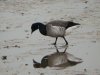 Pale-bellied Brent Goose at Thorpe Bay Seafront (Steve Arlow) (60752 bytes) Pale-bellied Brent Goose at Thorpe Bay Seafront (Steve Arlow) (60752 bytes)